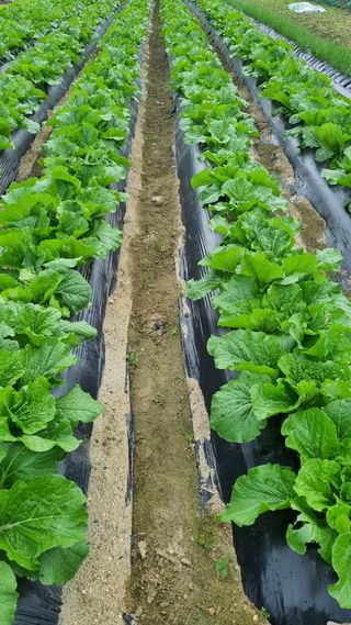 장순연(부경농원)님의 배추 · 일상 작성글 사진