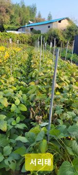 팜모닝 가을 농장 자랑해주세요🧑‍🌾·참여글 게시글 이미지