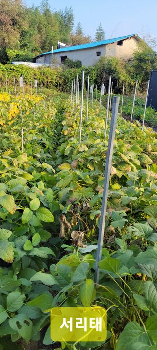 김중언님의 가을 농장 자랑해주세요🧑‍🌾·참여글 작성글 사진