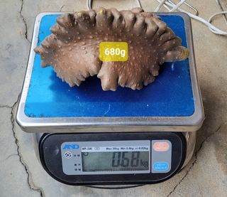 김중언님의 가을 농장 자랑해주세요🧑‍🌾 · 참여글 작성글 사진