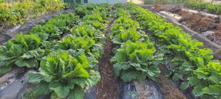 김중언님의 가을 농장 자랑해주세요🧑‍🌾 · 참여글 작성글 사진