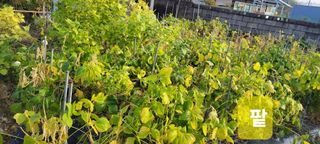 김중언님의 가을 농장 자랑해주세요🧑‍🌾 · 참여글 작성글 사진