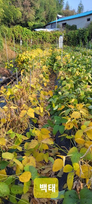 김중언님의 가을 농장 자랑해주세요🧑‍🌾 · 참여글 작성글 사진