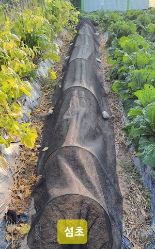 김중언님의 가을 농장 자랑해주세요🧑‍🌾 · 참여글 작성글 사진