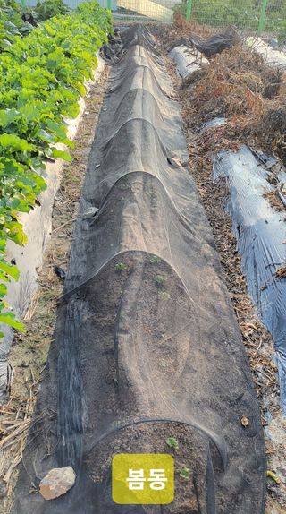 김중언님의 가을 농장 자랑해주세요🧑‍🌾 · 참여글 작성글 사진