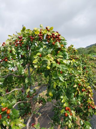 상복이님의 가을 농장 자랑해주세요🧑‍🌾 · 참여글 작성글 사진