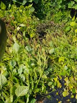 팜모닝 가을 농장 자랑해주세요🧑‍🌾·참여글 게시글 이미지