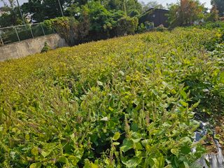 묽맑은 길 이영행님의 가을 농장 자랑해주세요🧑‍🌾 · 참여글 작성글 사진