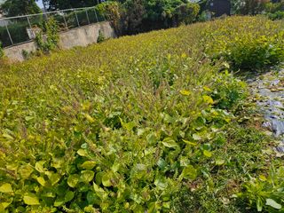 묽맑은 길 이영행님의 가을 농장 자랑해주세요🧑‍🌾 · 참여글 작성글 사진