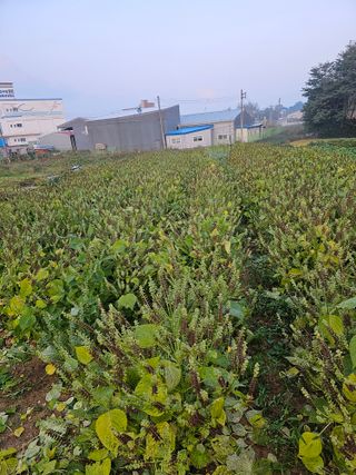 묽맑은 길 이영행님의 가을 농장 자랑해주세요🧑‍🌾 · 참여글 작성글 사진