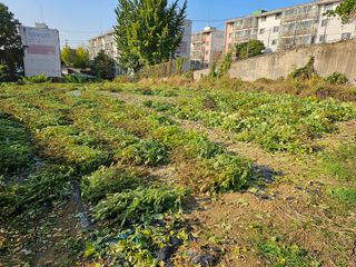 묽맑은 길 이영행님의 가을 농장 자랑해주세요🧑‍🌾 · 참여글 작성글 사진
