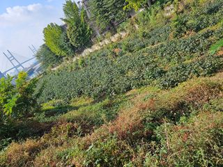 묽맑은 길 이영행님의 가을 농장 자랑해주세요🧑‍🌾 · 참여글 작성글 사진