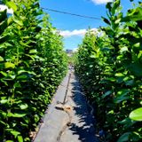 팜모닝 가을 농장 자랑해주세요🧑‍🌾·참여글 게시글 이미지