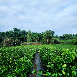 민성종묘(감귤묘목)님의 가을 농장 자랑해주세요🧑‍🌾 · 참여글 작성글 사진
