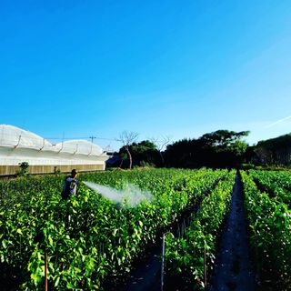 민성종묘(감귤묘목)님의 가을 농장 자랑해주세요🧑‍🌾 · 참여글 작성글 사진