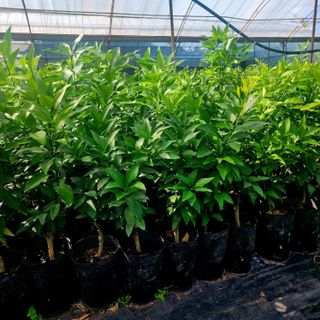 민성종묘(감귤묘목)님의 가을 농장 자랑해주세요🧑‍🌾 · 참여글 작성글 사진