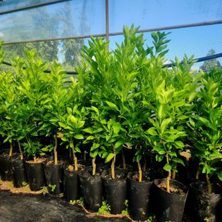 민성종묘(감귤묘목)님의 가을 농장 자랑해주세요🧑‍🌾 · 참여글 작성글 사진