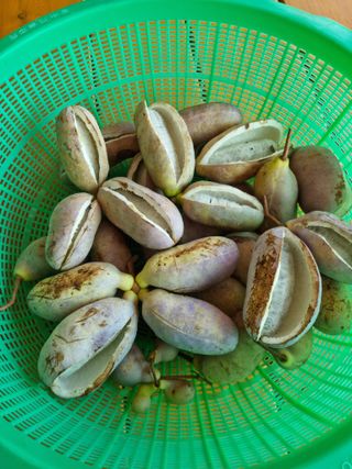 해바우님의 가을 농장 자랑해주세요🧑‍🌾·참여글 작성글 사진