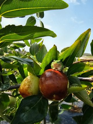 망운천지향토농원님의 자유주제 · 자유게시판 작성글 사진