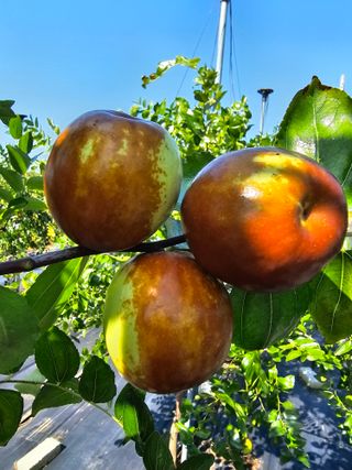 망운천지향토농원님의 자유주제 · 자유게시판 작성글 사진