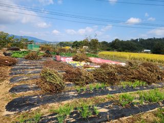 장재갑님의 들깨 · 영농일지 작성글 사진