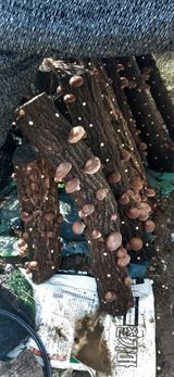 팜모닝 가을 농장 자랑해주세요🧑‍🌾·참여글 게시글 이미지