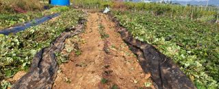 조미숙님의 가을 농장 자랑해주세요🧑‍🌾 · 참여글 작성글 사진