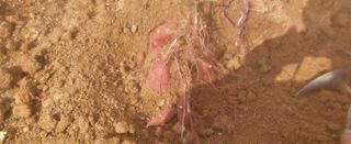 조미숙님의 가을 농장 자랑해주세요🧑‍🌾 · 참여글 작성글 사진