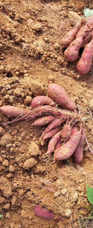 조미숙님의 가을 농장 자랑해주세요🧑‍🌾 · 참여글 작성글 사진