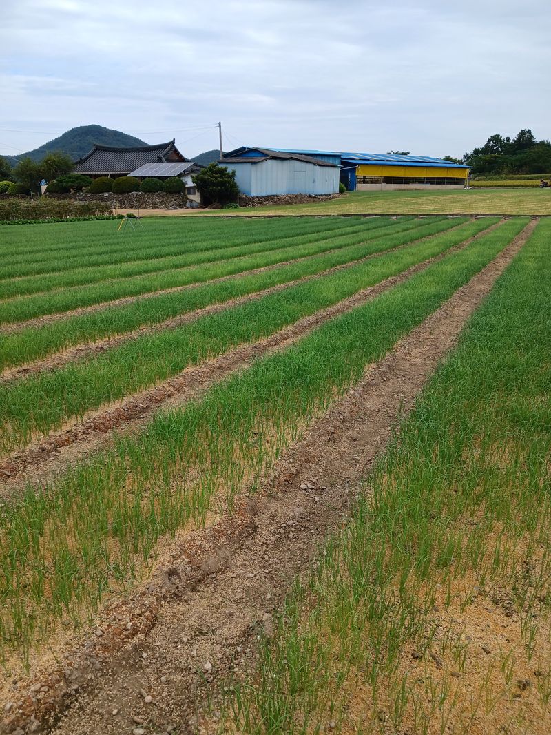 장터 상품 [양파모종(판매 완료)] 썸네일