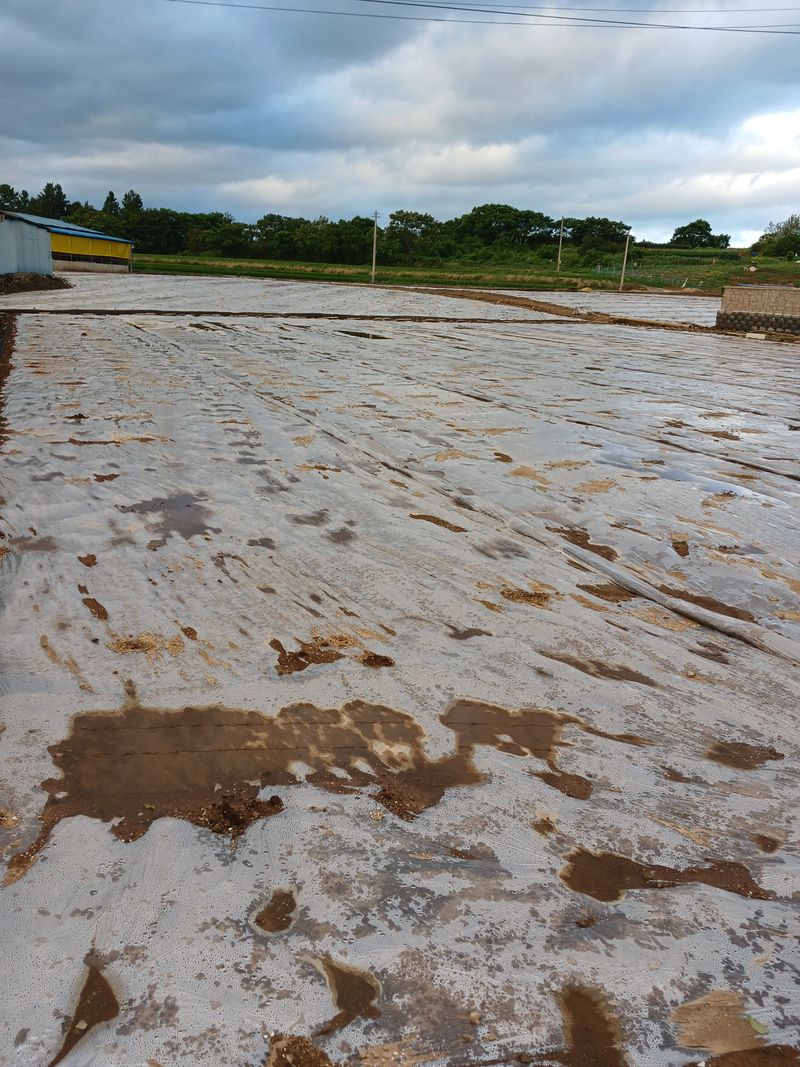 구춘모님의 장터 판매 상품 [양파모종(판매 완료)] 첨부 사진