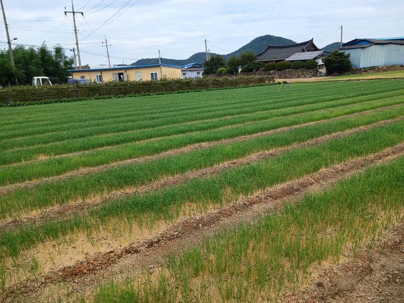 구춘모님의 장터 판매 상품 [양파모종(판매 완료)] 첨부 사진