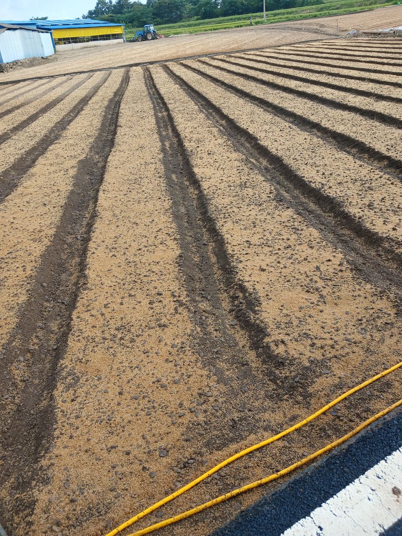 구춘모님의 장터 판매 상품 [양파모종(판매 완료)] 첨부 사진