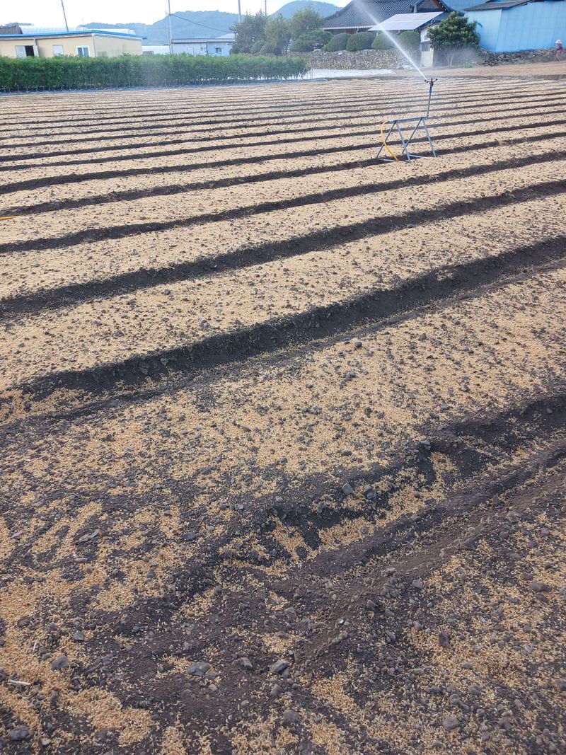 구춘모님의 장터 판매 상품 [양파모종(판매 완료)] 첨부 사진