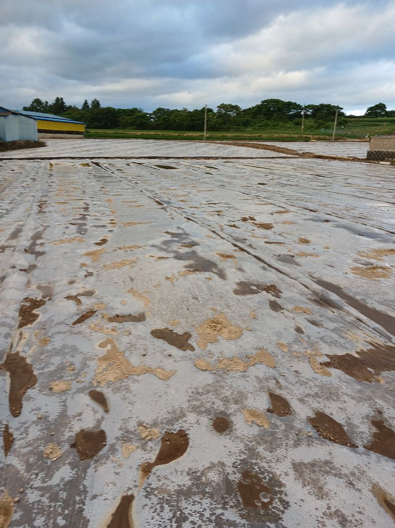 구춘모님의 장터 판매 상품 [양파모종(판매 완료)] 첨부 사진