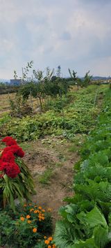 팜모닝 들깨·영농일지 게시글 이미지