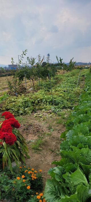 살구15128님의 들깨 · 영농일지 작성글 사진