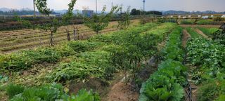 살구15128님의 들깨 · 영농일지 작성글 사진