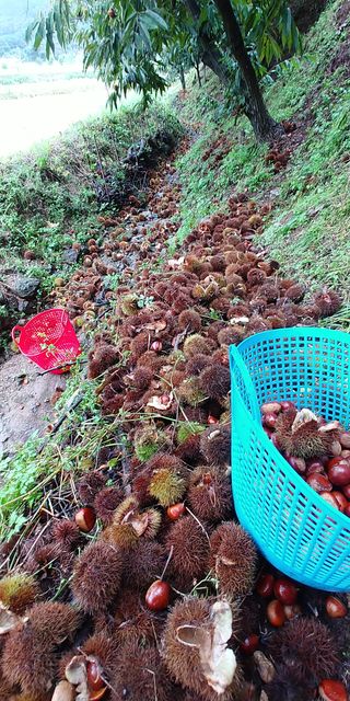 처마밑에추녀님의 가을 농장 자랑해주세요🧑‍🌾 · 참여글 작성글 사진