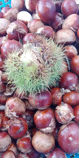 처마밑에추녀님의 가을 농장 자랑해주세요🧑‍🌾 · 참여글 작성글 사진