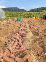 팜모닝 고구마·자유게시판 게시글 이미지