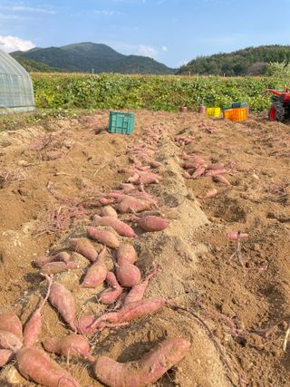 한밭농원님의 고구마 · 자유게시판 작성글 사진