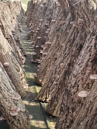 한밭농원님의 고구마 · 자유게시판 작성글 사진