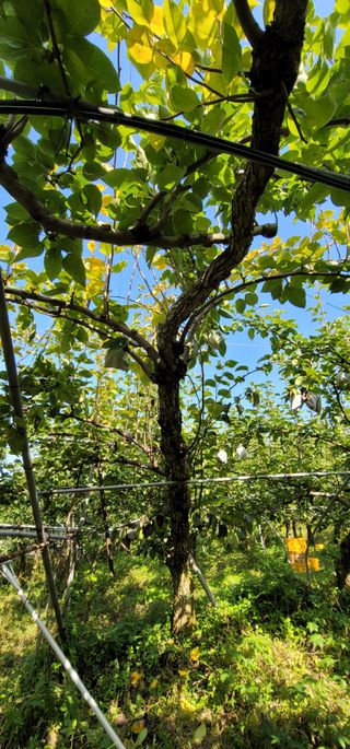 벼2013님의 배 · 병해충상담 작성글 사진