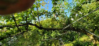 벼2013님의 배 · 병해충상담 작성글 사진