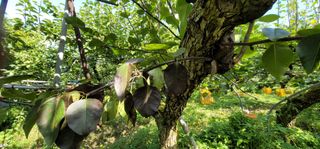 벼2013님의 배 · 병해충상담 작성글 사진