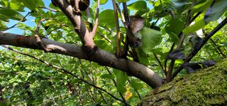 벼2013님의 배 · 병해충상담 작성글 사진