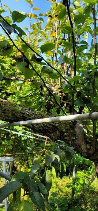 벼2013님의 배 · 병해충상담 작성글 사진