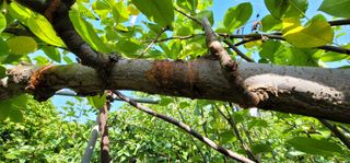 벼2013님의 배 · 병해충상담 작성글 사진