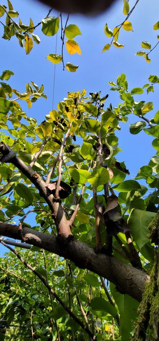 벼2013님의 배 · 병해충상담 작성글 사진